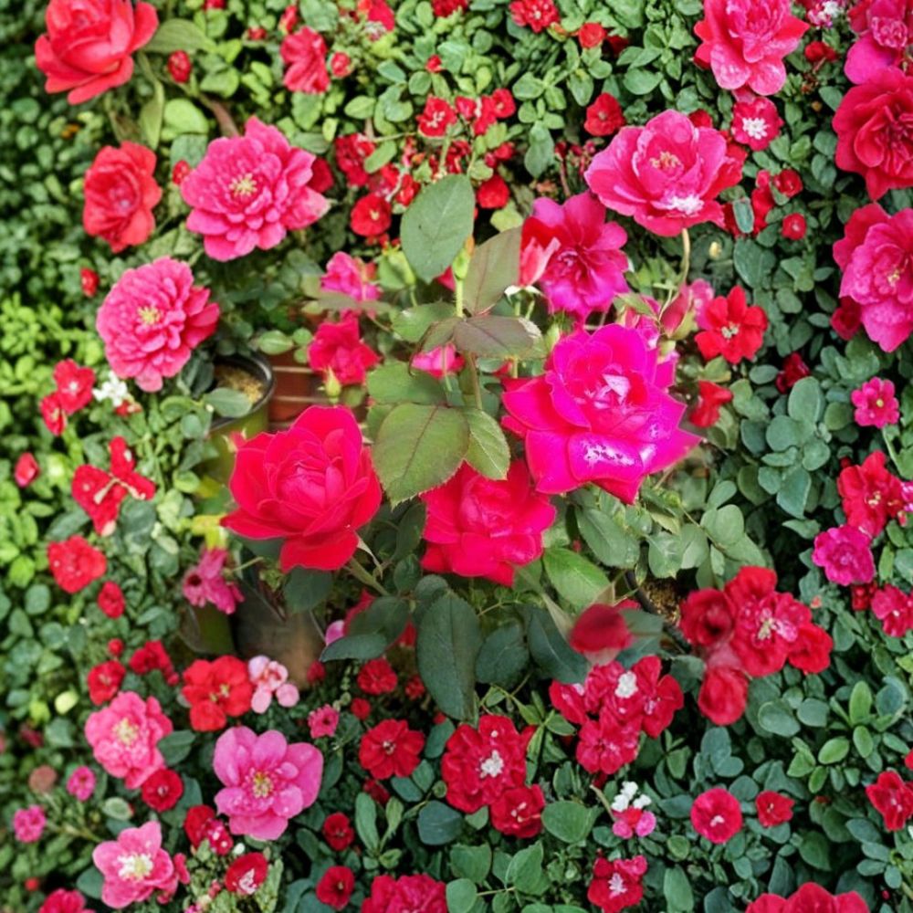 Double Knock Out® Red Rose Live Bush Plant | 2 Gallon Disease Resistant Landscape Rose
