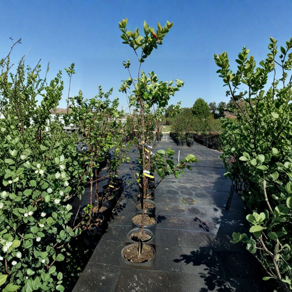 Katy Apricot Tree – Prunus armeniaca Live Tree | 4–6 Feet Tall | Sweet Juicy Apricots | Midseason Harvest