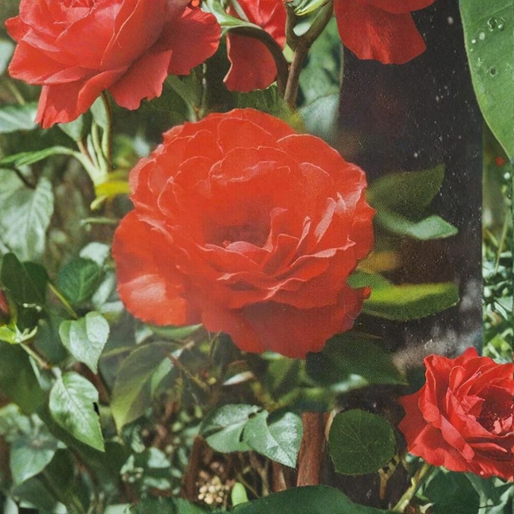 Impatient Floribunda Rose - 5 Gallon Live Bush Plant with Orange Red Blooms