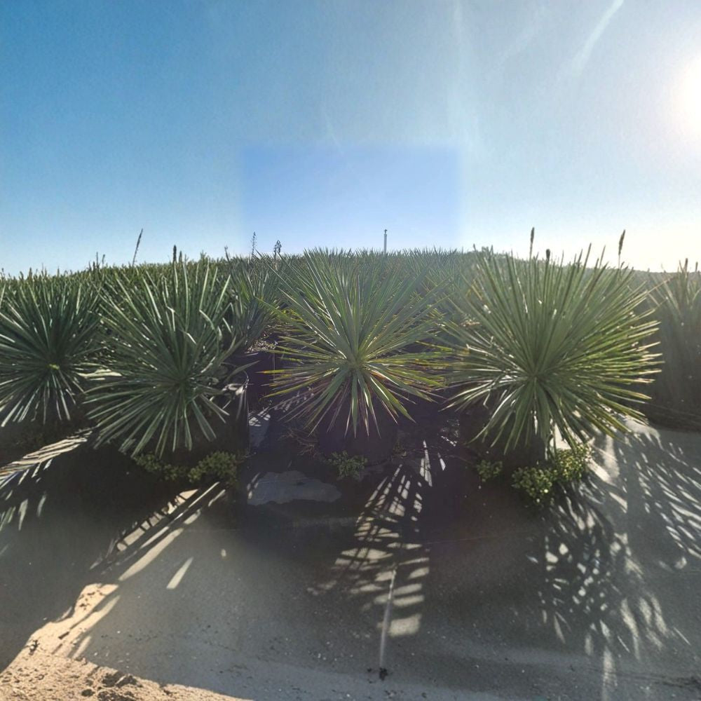 Color Guard Yucca – Yucca filamentosa Live Plant | 3 Gallon Evergreen Shrub with Variegated Foliage and White Bell Flowers