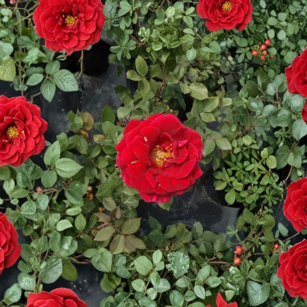 Mr. Lincoln Hybrid Tea Rose Live Bush Plant | 2 Gallon | Deep Red Fragrant Blooms