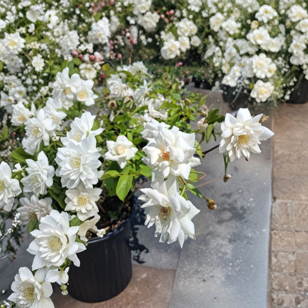 Iceberg Floribunda Rose – 2 Gallon Live Rosa Hybrid Plant with Pure White Blooms