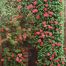 Climbing America Rose – Rosa Hybrid Live Plant | 2 Gallon Salmon Pink Climbing Rose