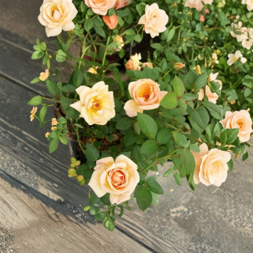 Southern Peach Apricot Rose – 5 Gallon Miniature Rose Shrub with Peach Apricot Blooms
