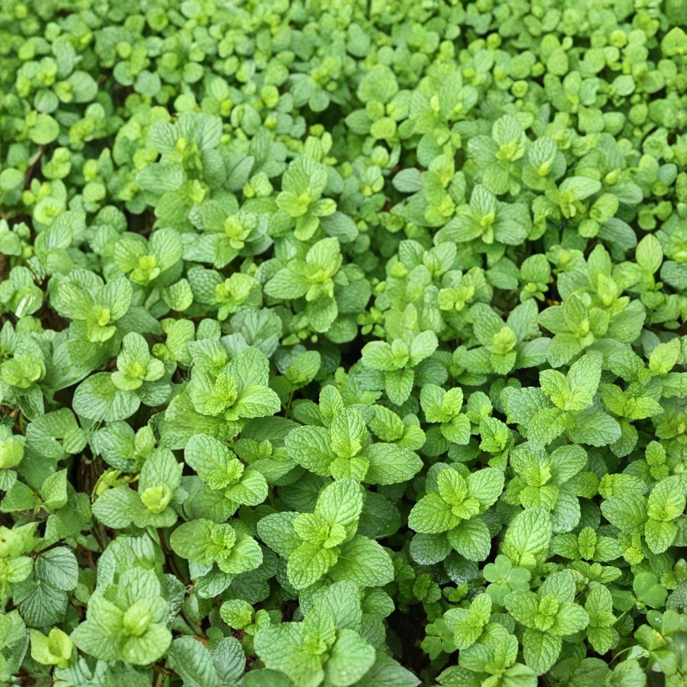 Spearmint Mint Cuttings – Mentha spicata Live Unrooted Cuttings | 6 Organic Culinary Herb Cuttings for Rooting