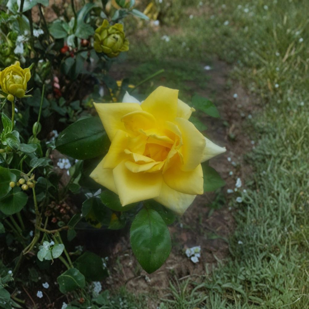 Oregold Grandiflora Rose – Yellow 2 Gallon Live Bush Plant | Grandiflora Rose Shrub with Bright Golden Blooms