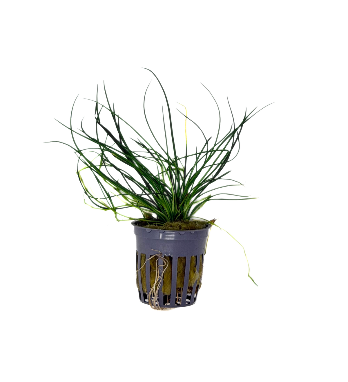 Littorella Uniflora