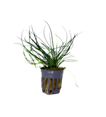 Littorella Uniflora