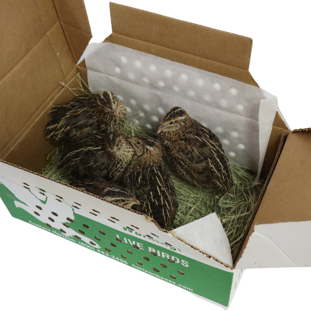 Coturnix Jumbo (Brown) – 5 Adults (5 Hens)