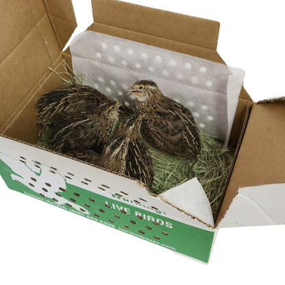 Coturnix Jumbo (Brown) – 5 Adults (5 Hens)