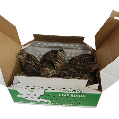 Coturnix Jumbo (Brown) – 5 Adults (5 Hens)