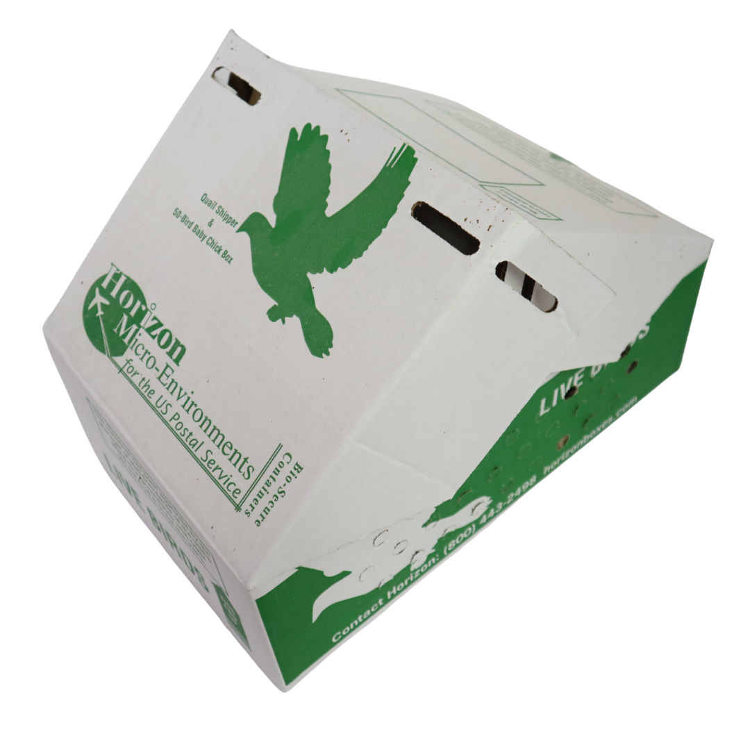 Coturnix Jumbo (Brown) – 5 Adults (5 Hens)
