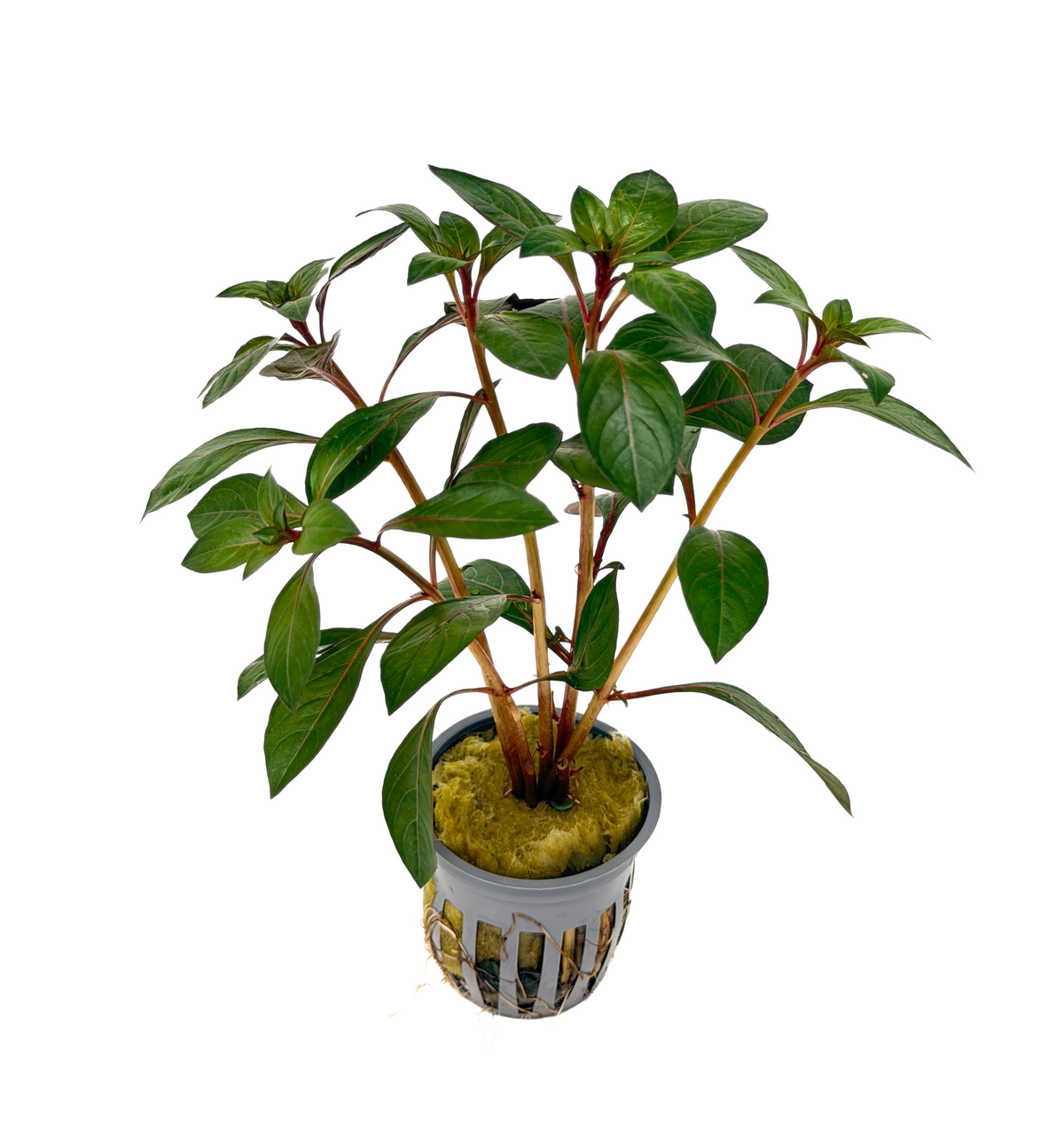 Ludwigia Dark Red