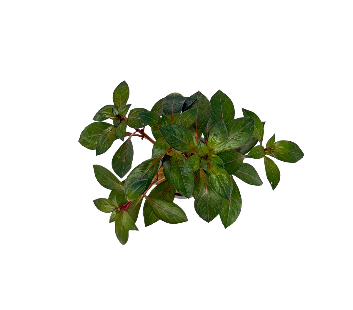 Ludwigia Dark Red