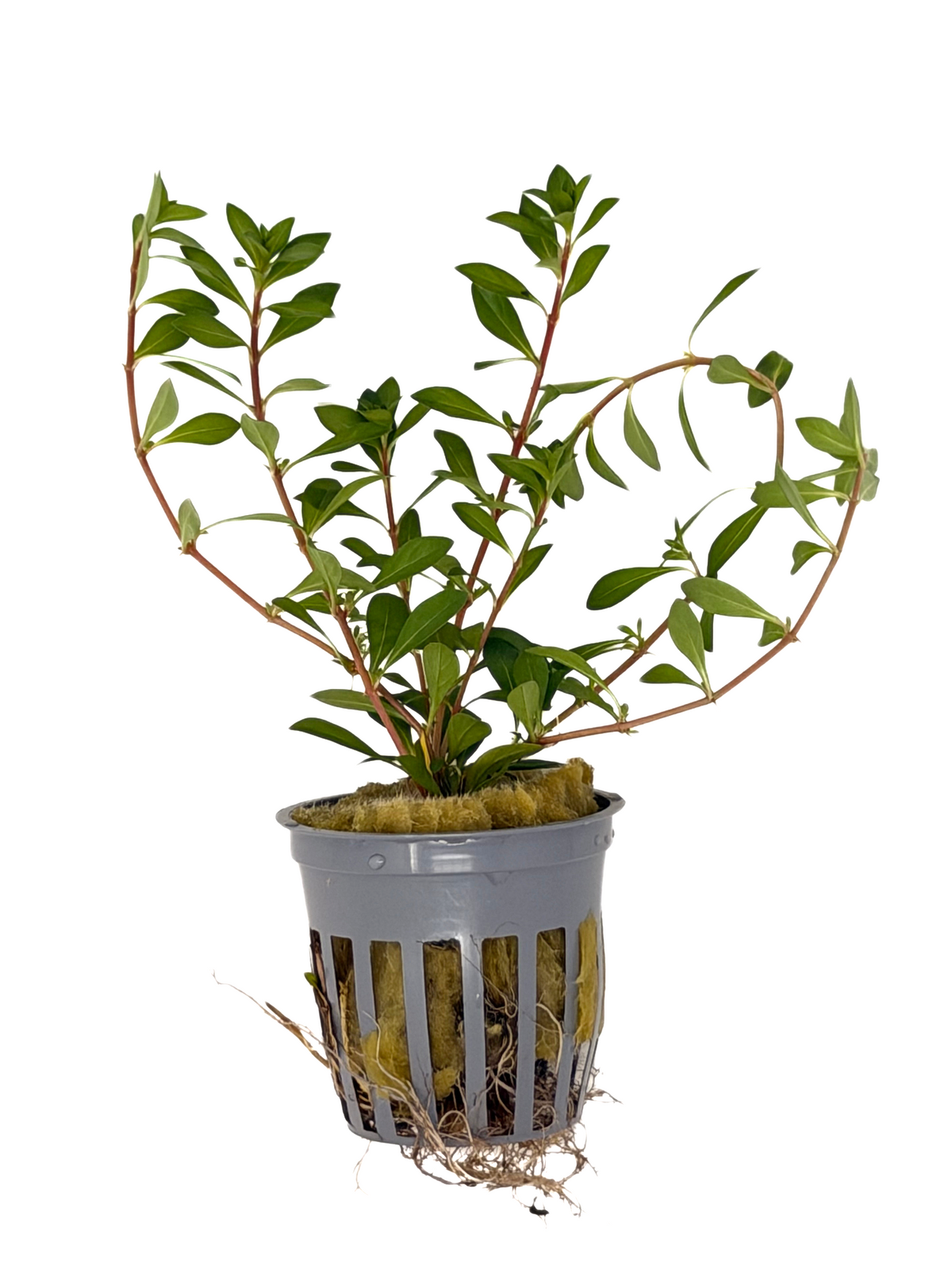 Ludwigia Arcuata 'Needle Leaf'