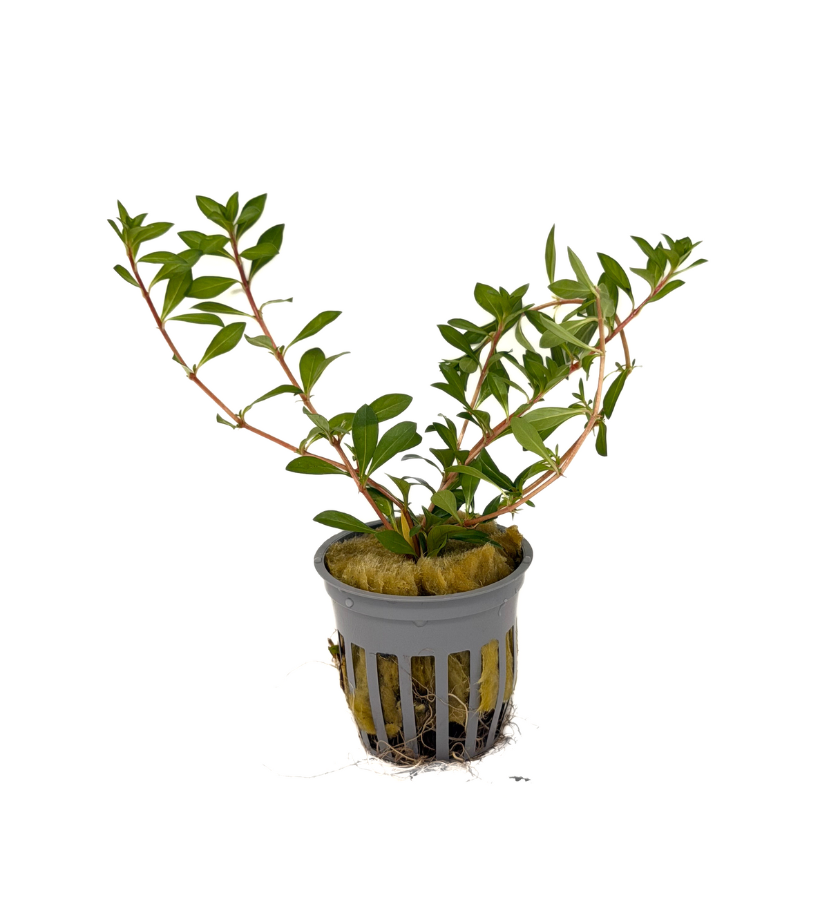 Ludwigia Arcuata 'Needle Leaf'
