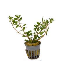Ludwigia Arcuata 'Needle Leaf'