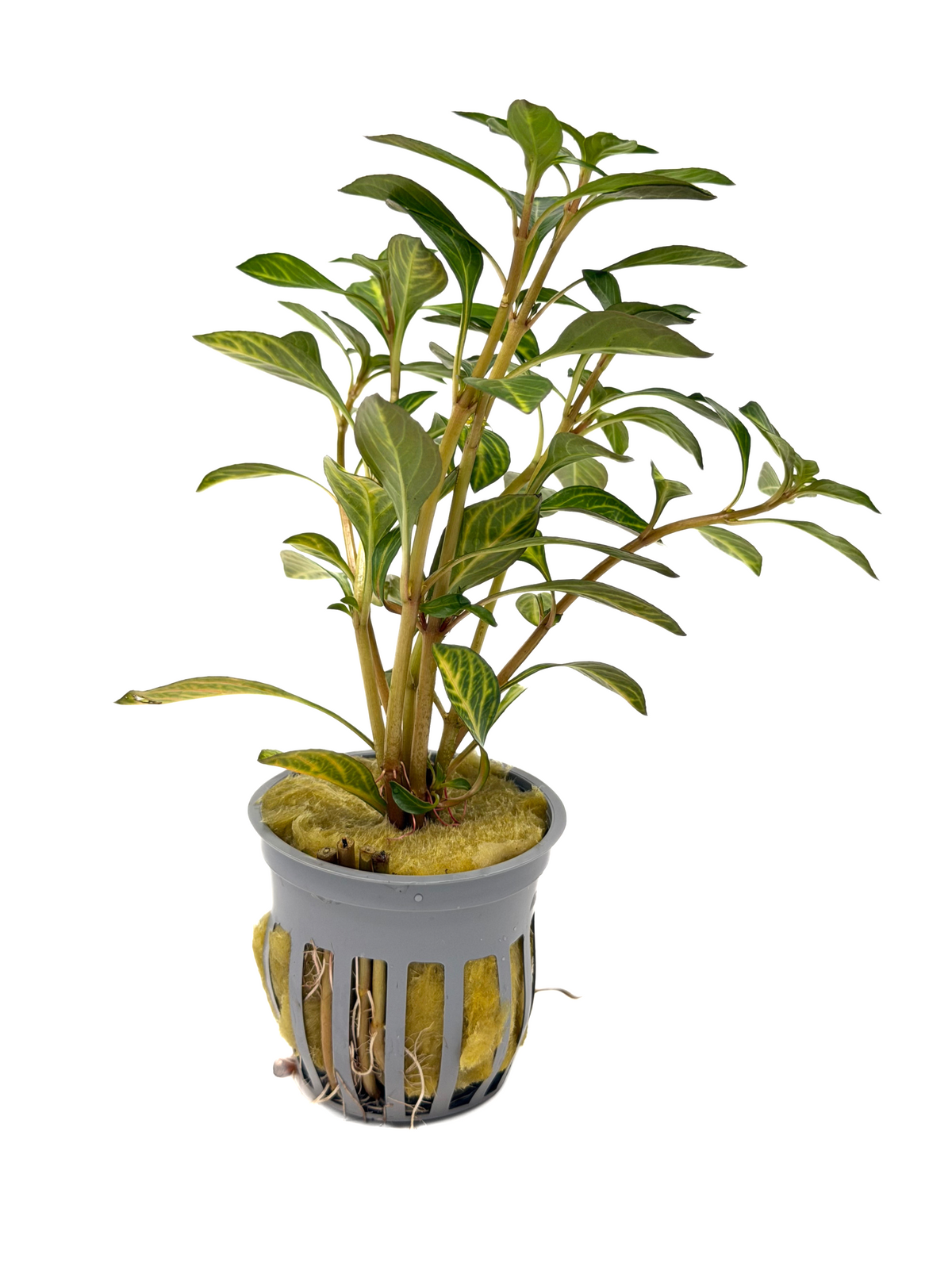 Ludwigia Ovalis
