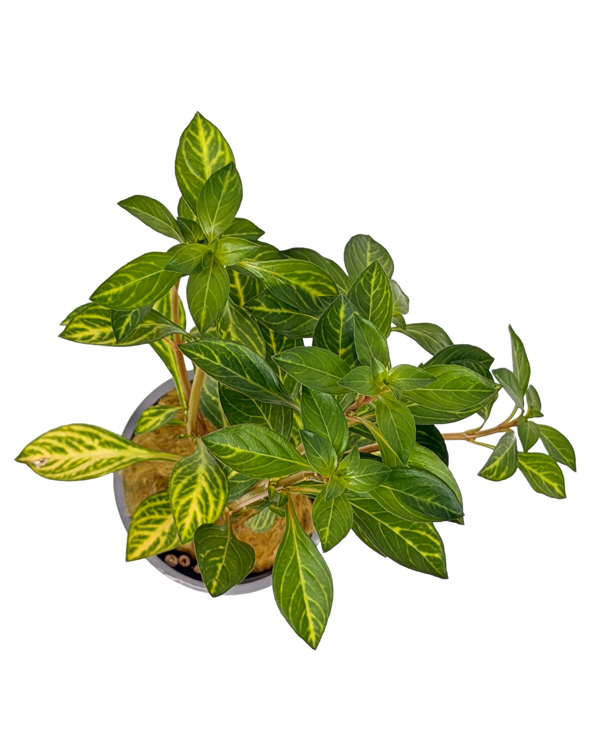 Ludwigia Ovalis
