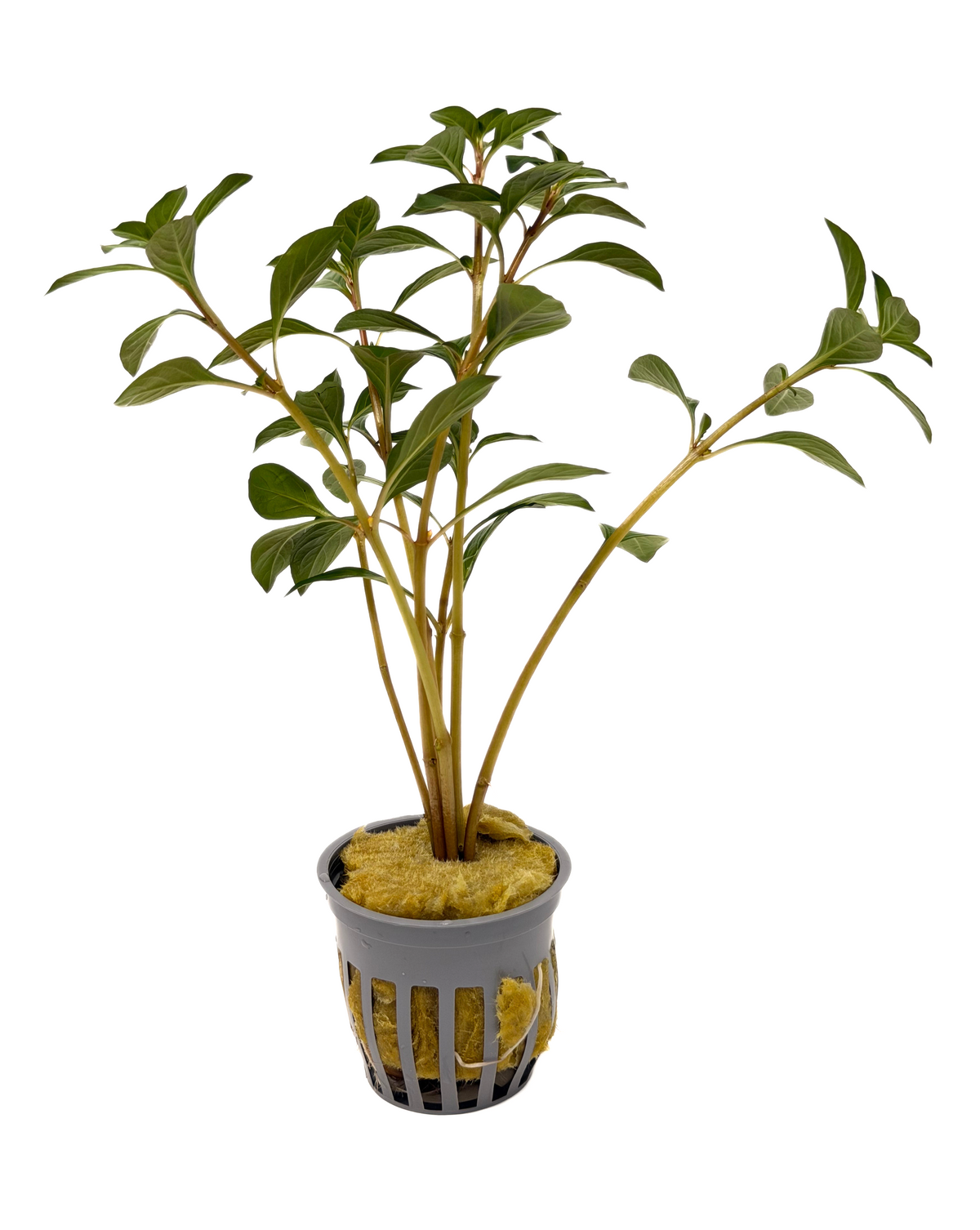 Ludwigia Repens