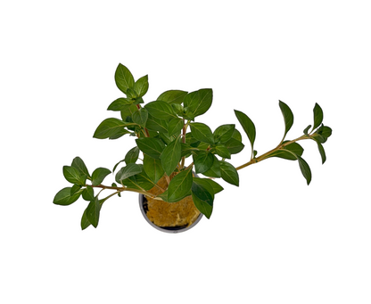 Ludwigia Repens