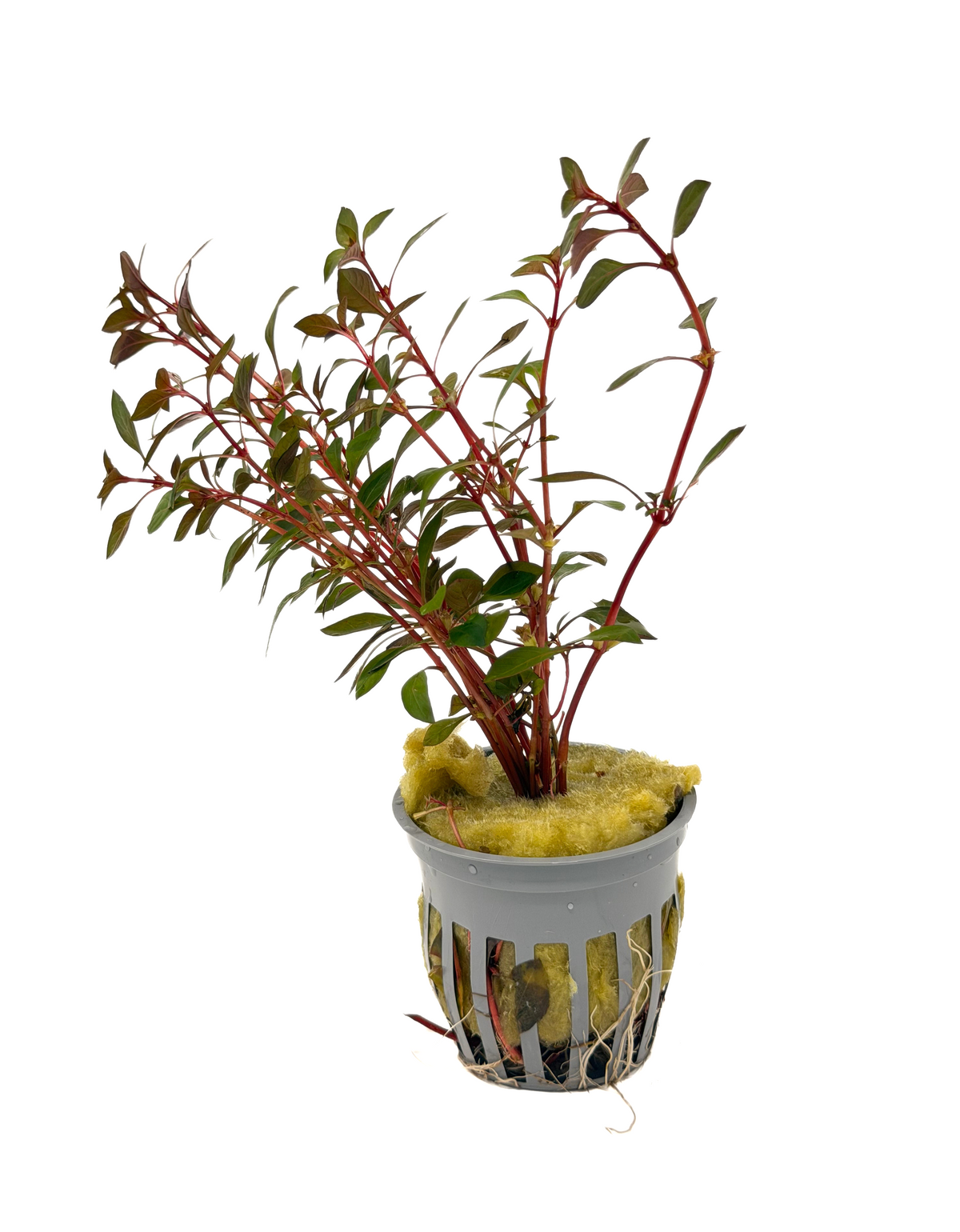 Ludwigia sp. 'Super Red Mini'