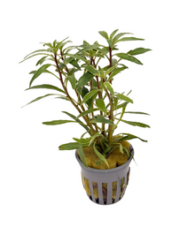 Ludwigia White