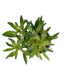 Ludwigia White