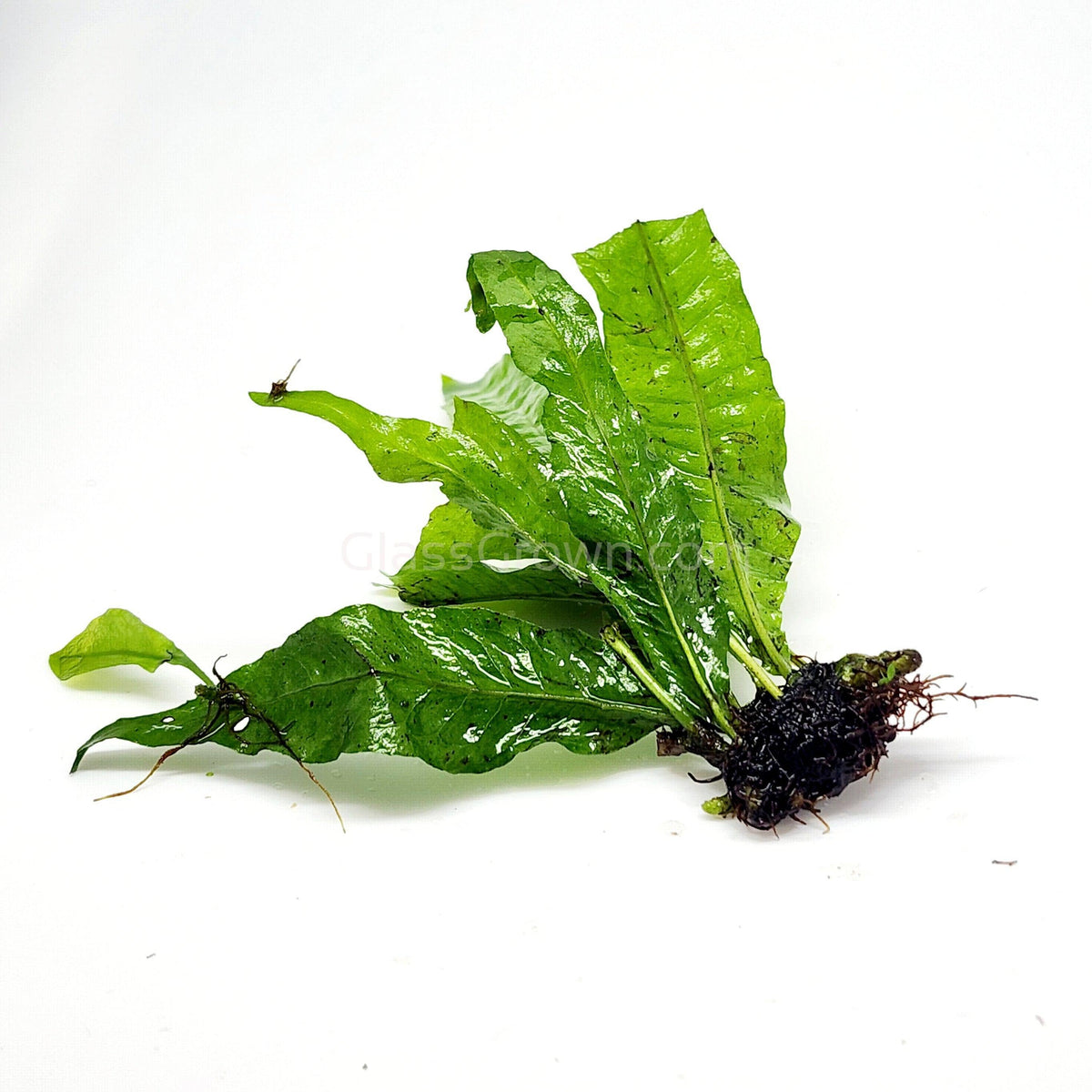 Java Fern