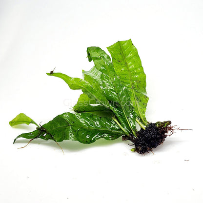 Java Fern