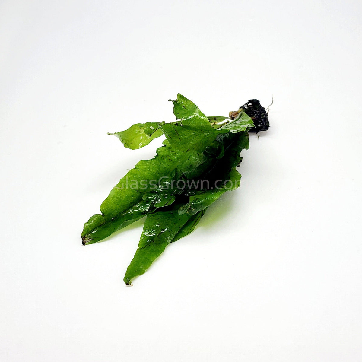 Java Fern