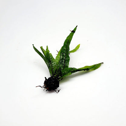 Java Fern