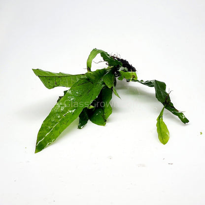 Java Fern