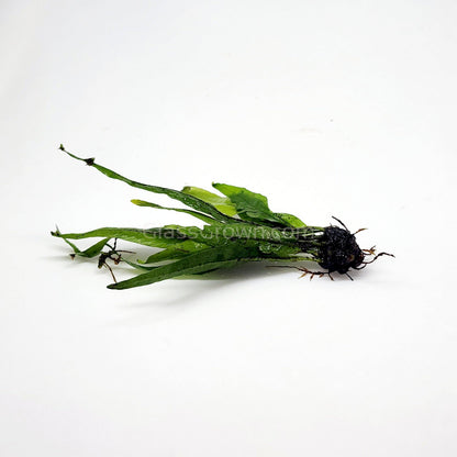 Java Fern