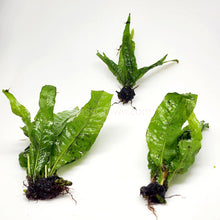 Java Fern