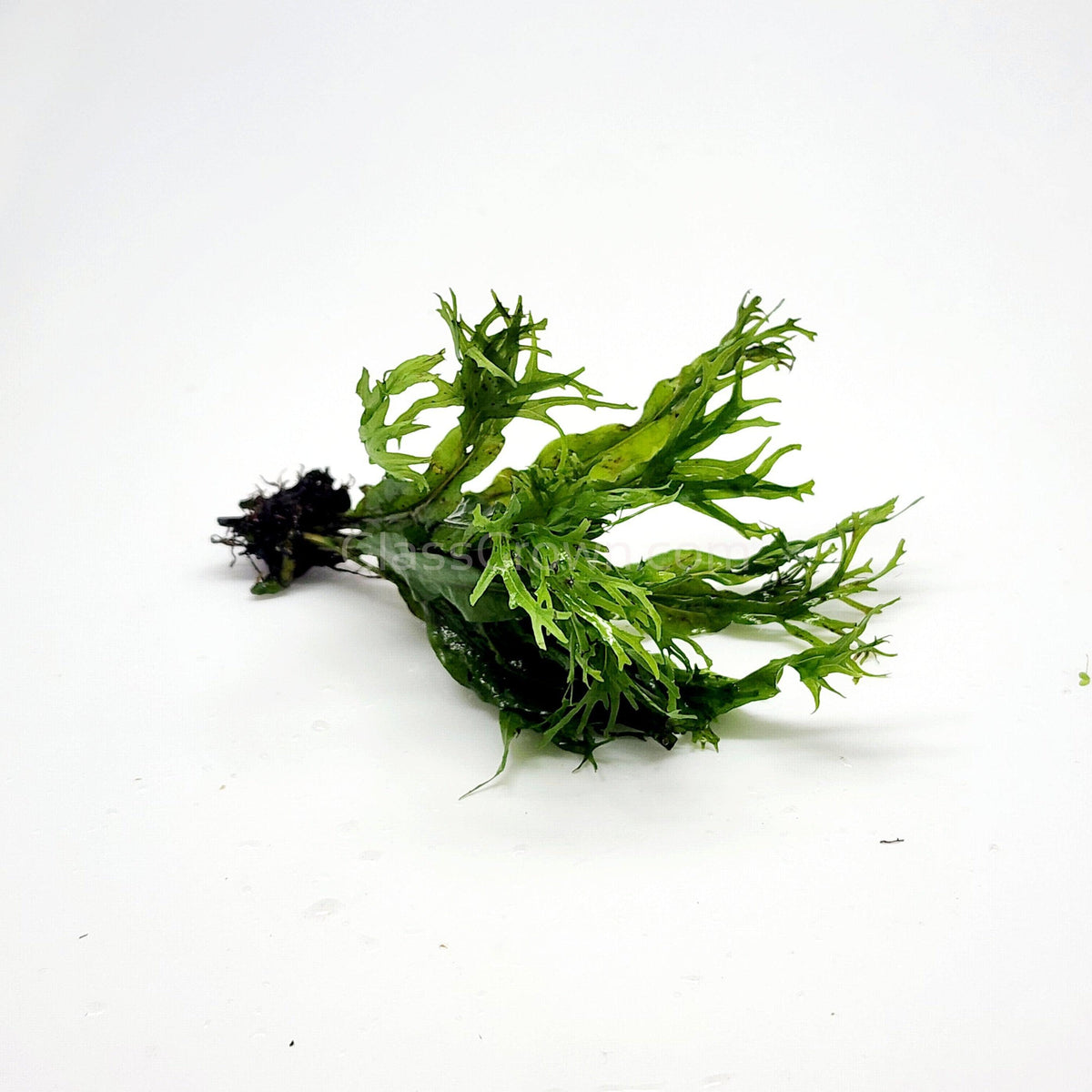 Java Fern Windelov