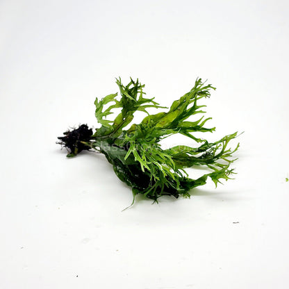 Java Fern Windelov