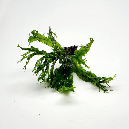Java Fern Windelov