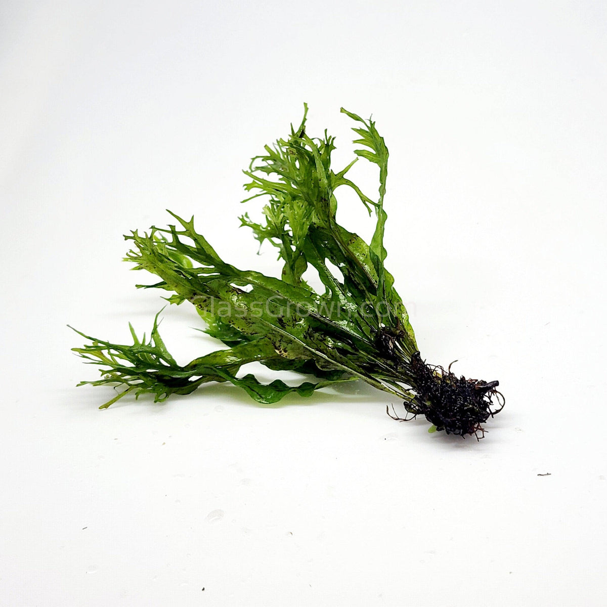 Java Fern Windelov
