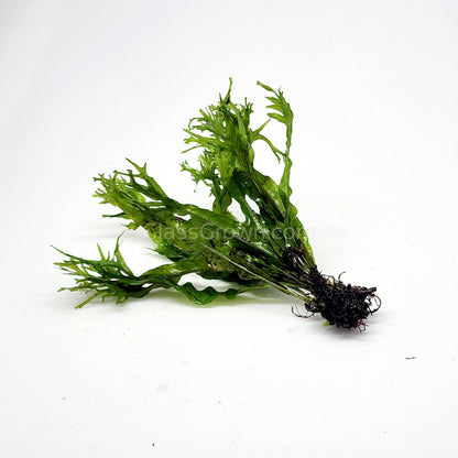 Java Fern Windelov