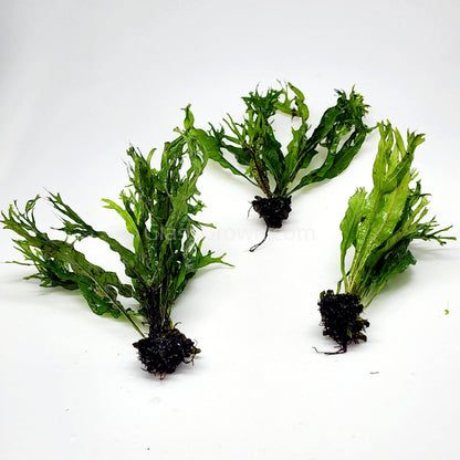 Java Fern Windelov