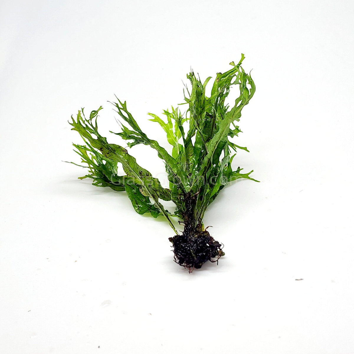 Java Fern Windelov