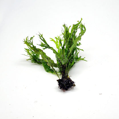Java Fern Windelov