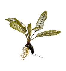 Aponogeton Madagascar Lace