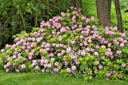 50 MIXED HYBRIDS RHODODENDRON spp. Mixed Colors - Red, Pink, Purple, White, Yellow, Orange Flower Sun or Shade Bush Shrub Seeds