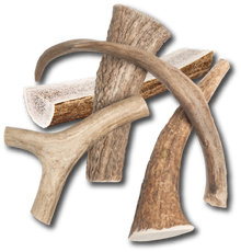 Medium Elk Chew