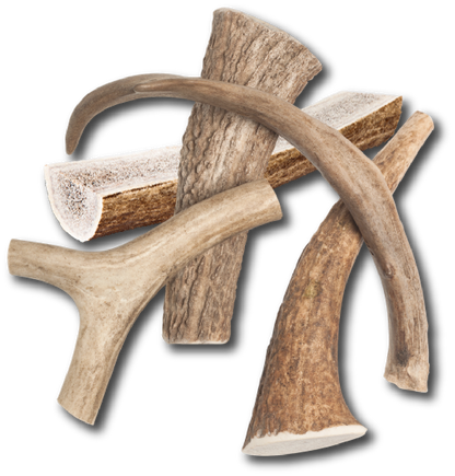 Medium Elk Chew
