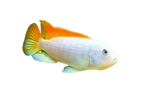 Ice Blue Zebra Albino Cichlid