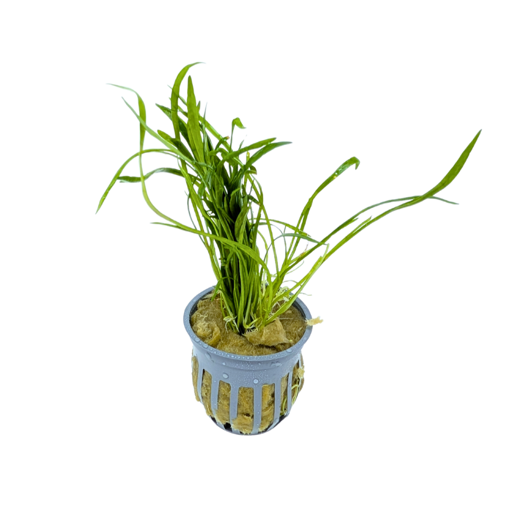 Micro Sword | Liliaeopsis Brasiliensis