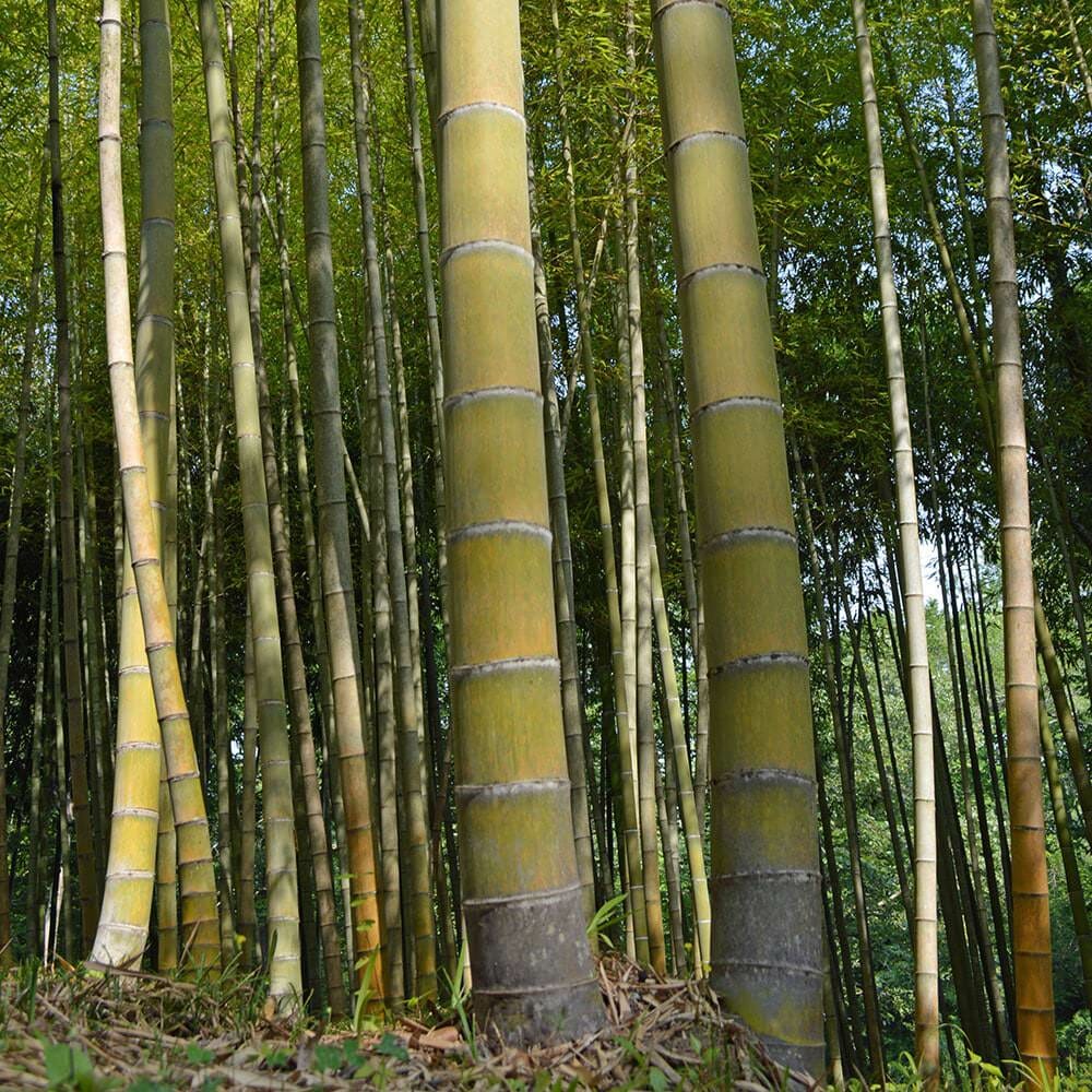 Spring Moso Bamboo Root Plants – Phyllostachys edulis, Fast Growing, Cold Hardy, Clumping, Privacy Screen